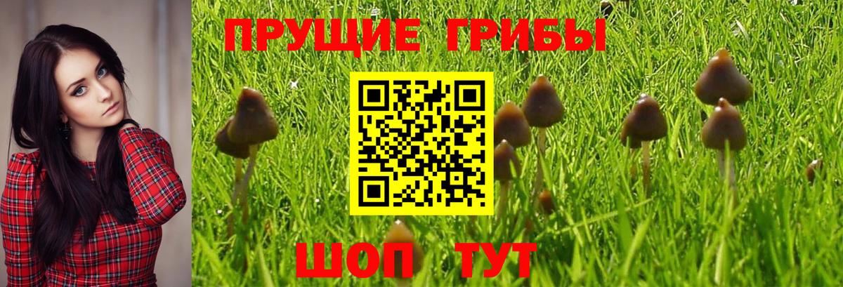 Псилоцибиновые грибы GOLDEN TEACHER  Вход с VPN  Камышин  Галлюциногенные грибы ЛСД 